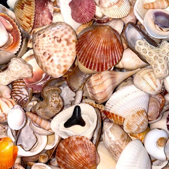 Other - 50+ handpicked shells and sharks teeth from Venice beach Florida